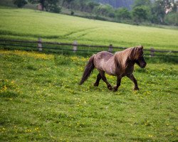 stallion Halstock Gabanna Bear (Shetland pony (under 87 cm), 2004, from Keensacre Paddington)