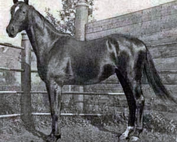 stallion Rhamses xx (Thoroughbred, 1904, from Krakatoa xx)