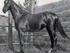 stallion Rhamses xx (Thoroughbred, 1904, from Krakatoa xx)