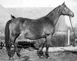 Zuchtstute Paula (Trakehner, 1903, von Pizzo)