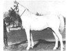 horse Shagya IX-7 (Shagya Arabian, 1903, from Shagya IX)