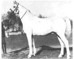 stallion Shagya IX-7 (Shagya Arabian, 1903, from Shagya IX)