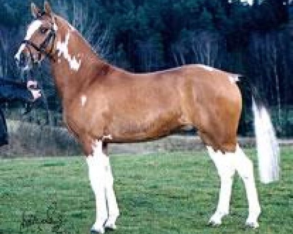 stallion Devino Chico (German Riding Pony, 2000, from FS Don't Worry)