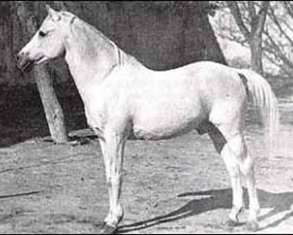 stallion Seanderich 1902 ox (Arabian thoroughbred, 1902, from Siglavy Bagdady 1895 DB)
