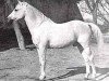 Deckhengst Seanderich 1902 ox (Vollblutaraber, 1902, von Siglavy Bagdady 1895 DB)