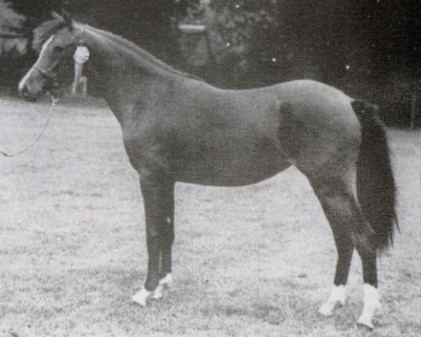 broodmare Wengelo's Queeny (Welsh mountain pony (SEK.A), 1986, from Hondsrug Raspoetin)