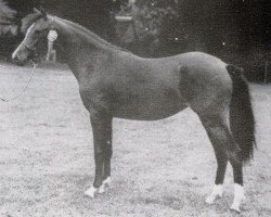 Zuchtstute Wengelo's Queeny (Welsh Mountain Pony (Sek.A), 1986, von Hondsrug Raspoetin)