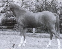 broodmare Wengelo's Esmee (unknown, 1995, from Coelenhage's Let's Be The Best)