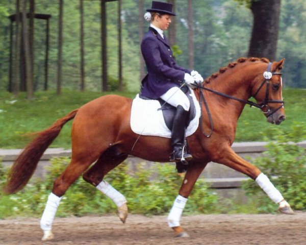 stallion Dance of Joy W (German Riding Pony, 2000, from FS Don't Worry)