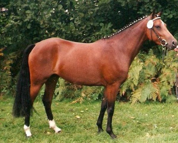 broodmare Donna Bell (German Riding Pony, 1990, from Durello)