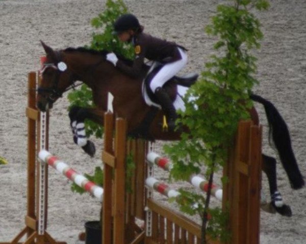 Springpferd Matcho (Deutsches Reitpony, 2006, von Matchello)