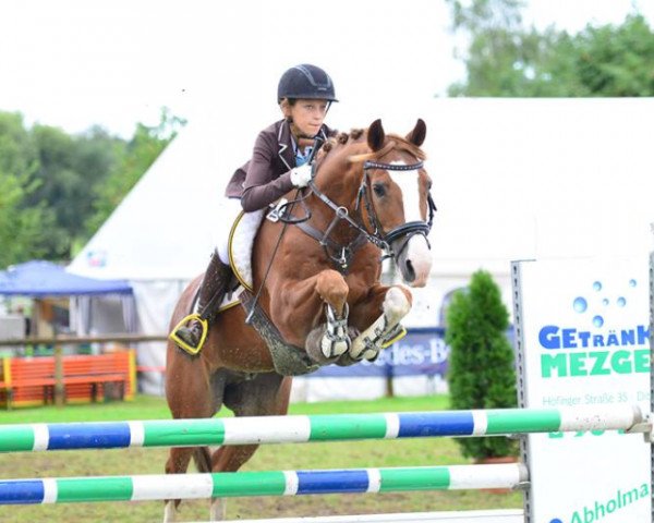 jumper Campino 309 (German Riding Pony, 2000, from FS Challenger)