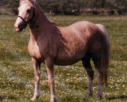 broodmare Golden Lass (Welsh, 1970, from Andros Rupert)