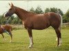 broodmare Simona (German Riding Pony, 1977, from Caid AA)