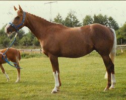 Zuchtstute Simona (Deutsches Reitpony, 1977, von Caid AA)