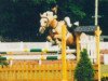 broodmare Shagana (German Riding Pony, 1986, from Alexander)