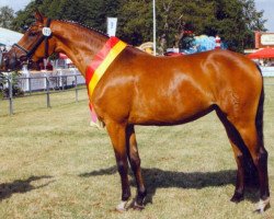 Dressurpferd Royal Classic (Deutsches Reitpony, 2006, von FS Champion de Luxe)