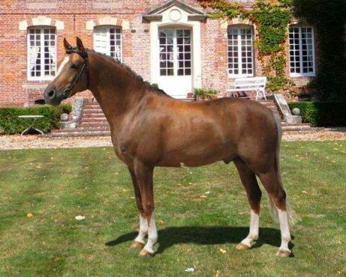 stallion BE Champion Suprême d'Eté (German Riding Pony, 2004, from FS Champion de Luxe)