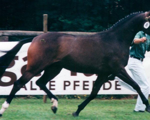 broodmare Chantelle (German Riding Pony, 1994, from Chantre B)