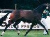 broodmare Chantelle (German Riding Pony, 1994, from Chantre B)
