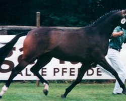 broodmare Chantelle (German Riding Pony, 1994, from Chantre B)