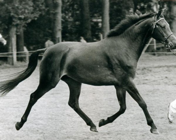 Zuchtstute Coelenhage's Lady Primeur (Welsh Pony (Sek.B), 1984, von Ysselvliedts Primeur)