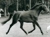 Zuchtstute Coelenhage's Lady Primeur (Welsh Pony (Sek.B), 1984, von Ysselvliedts Primeur)