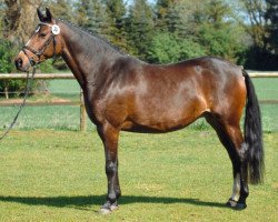 broodmare Modena S (German Riding Pony, 1999, from Coelenhage's Purioso)