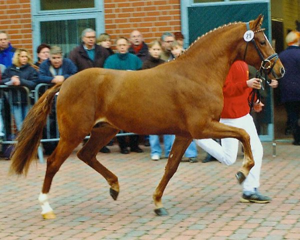 dressage horse Champus K (German Riding Pony, 2001, from Champagner W)