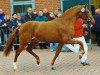 dressage horse Champus K (German Riding Pony, 2001, from Champagner W)