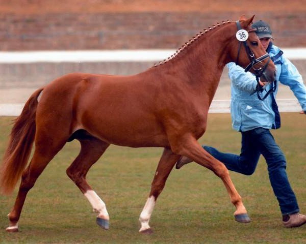 dressage horse Cordici K (German Riding Pony, 2007, from Champus K)