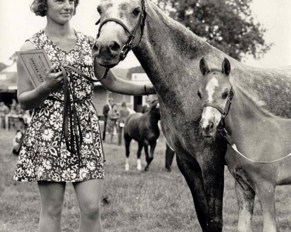 Zuchtstute Revel Glimpse (Welsh Pony (Sek.B), 1965, von Kirby Cane Shuttlecock)