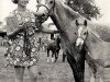 Zuchtstute Revel Glimpse (Welsh Pony (Sek.B), 1965, von Kirby Cane Shuttlecock)