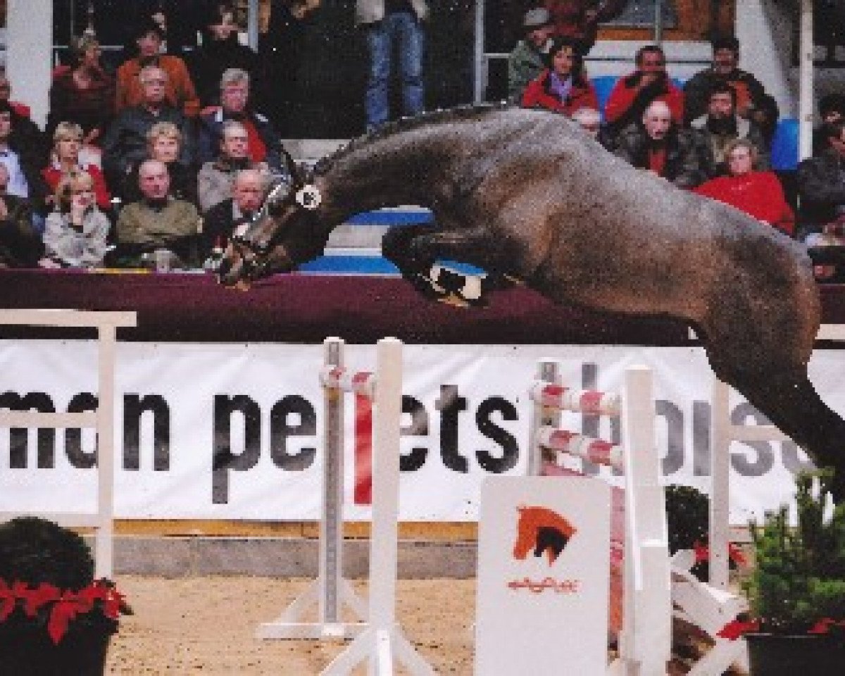 stallion Countdown (Holsteiner, 2008, from Corrado II)