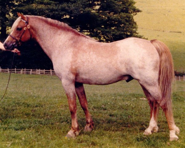 Deckhengst Weston Gigli (Welsh Pony (Sek.B), 1969, von Chirk Crogan)