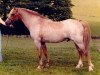stallion Weston Gigli (Welsh-Pony (Section B), 1969, from Chirk Crogan)