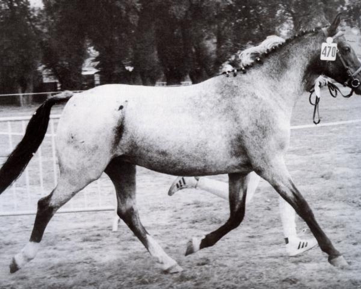 Zuchtstute Weston Japonica Lstb (Welsh Pony (Sek.B), 1973, von Weston Gigli)