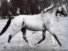 Zuchtstute Weston Japonica Lstb (Welsh Pony (Sek.B), 1973, von Weston Gigli)