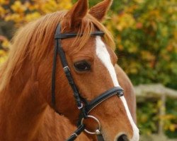 Zuchtstute Mac Bea (Deutsches Reitpony, 1987, von Brandy)