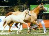 broodmare Mac Donata (German Riding Pony, 1996, from Dornik B)