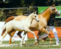 Zuchtstute Mac Donata (Deutsches Reitpony, 1996, von Dornik B)