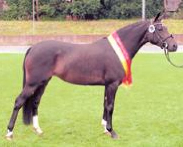 broodmare Shakyrah (German Riding Pony, 2002, from Branduardi M)