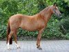 broodmare Darina (German Riding Pony, 1998, from Dornik B)