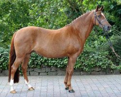 broodmare Darina (German Riding Pony, 1998, from Dornik B)