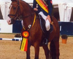 jumper Fs Companiero (German Riding Pony, 2003, from FS Champion de Luxe)