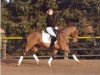 stallion FS Chicago (German Riding Pony, 2003, from FS Champion de Luxe)