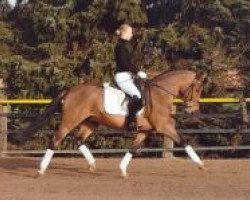 stallion FS Chicago (German Riding Pony, 2003, from FS Champion de Luxe)