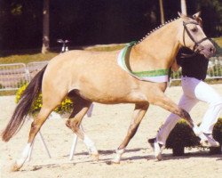 dressage horse Fs Cascada (German Riding Pony, 2006, from FS Champion de Luxe)