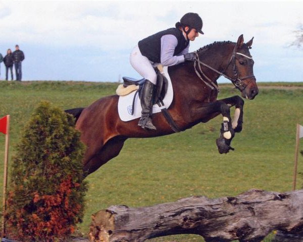 stallion Fehkamp's Coestelin (German Riding Pony, 2004, from FS Champion de Luxe)