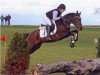 stallion Fehkamp's Coestelin (German Riding Pony, 2004, from FS Champion de Luxe)